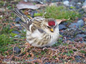 garden birds, common redpoll
