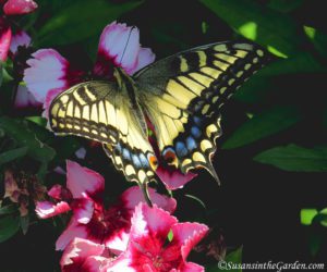 butterfly, Pollinator Victory Garden, book review