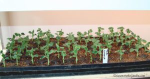 seed-starting, peas
