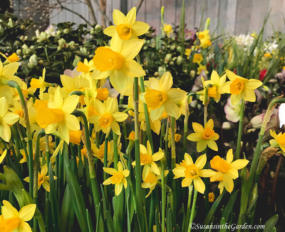 Spring Gardening Classes - Susan's in the Garden