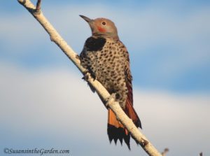 Great Backyard Bird Count, northern flicker