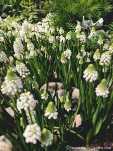 grape hyacinths, season introduction