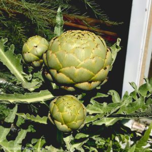 growing artichokes
