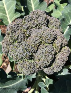 Cabbage Family Crops