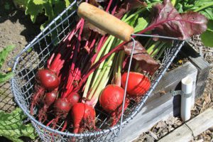 grow beet family crops
