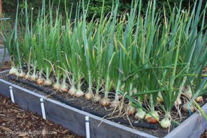 grow onions