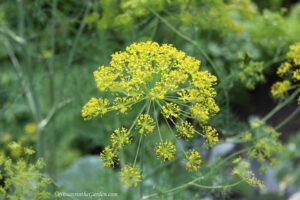 herb garden, dill