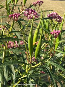 pollinator garden, milkweed