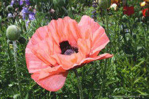 COVID19, Oriental poppy