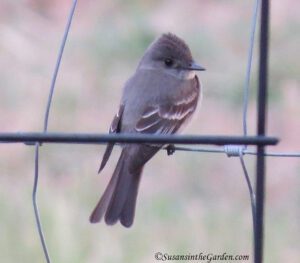 western wood-pewee