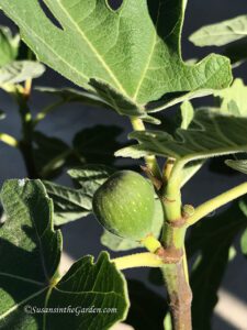 growing figs