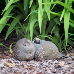 Birds in the Garden, California quail