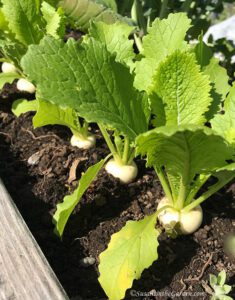 turnips, vegetable garden update