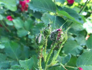 insects, aphids