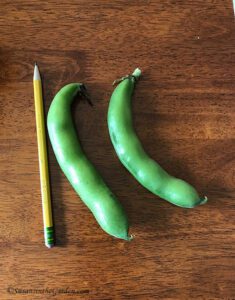 fava beans
