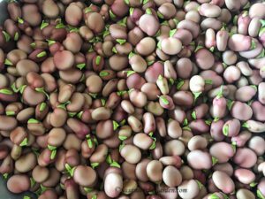 fava beans