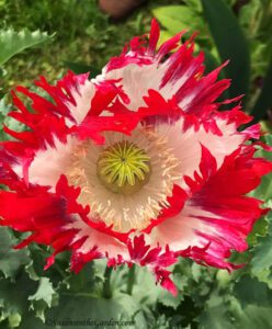 poppies, Danish Flag