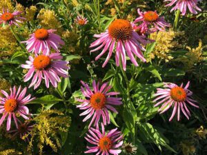 friends of manito plant sale