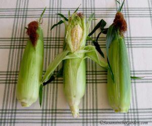corn, harvest vegetables