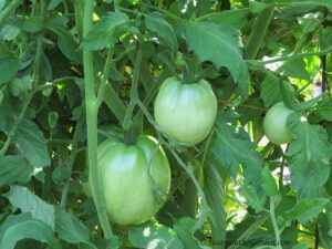 green tomatoes, ripen tomatoes