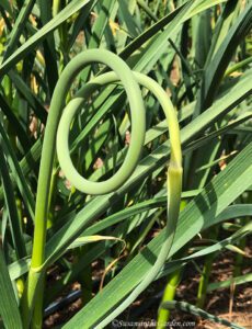plant garlic, garlic scape