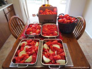 tomatoes, preserving the harvest