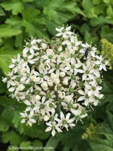 Allium nigrum, fall bulbs