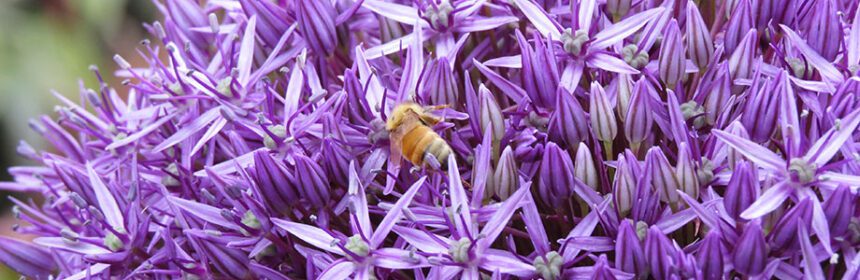 plant bulbs, Allium Globemaster