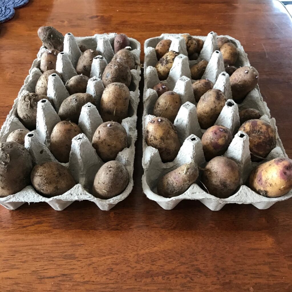 grow potatoes