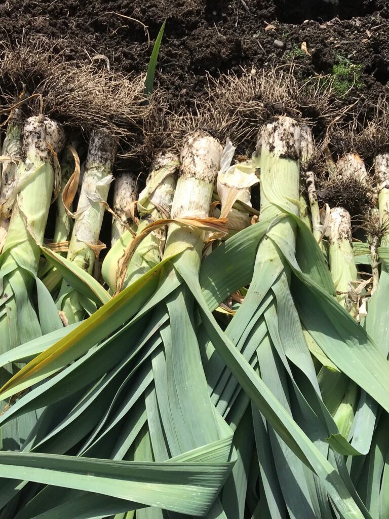 harvest leeks