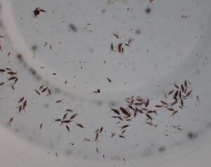 thrips