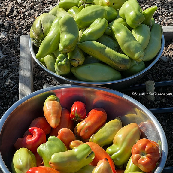 2022 Tomato Growing Lessons