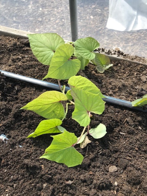 Video: Sweet Potato Harvest in Zone 5b