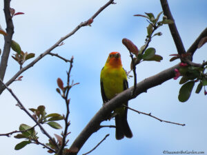 Tanager, Western