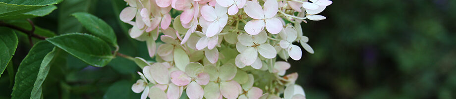 propagate hydrangeas