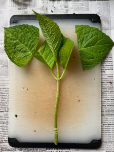 How to Propagate Hydrangeas - Susan's in the Garden