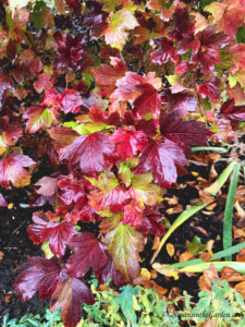fall color, Snowball viburnum