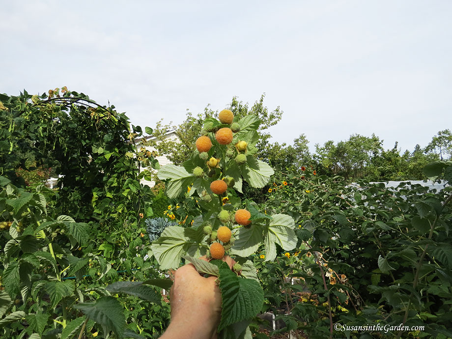 Fall Gold Raspberry Pruning Video: Prune Raspberries and Blackberries - Susan's in the Garden