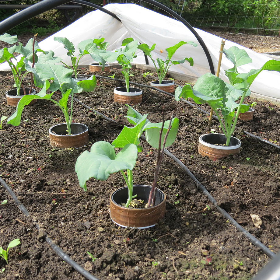 Grow broccoli using organic methods to control insects