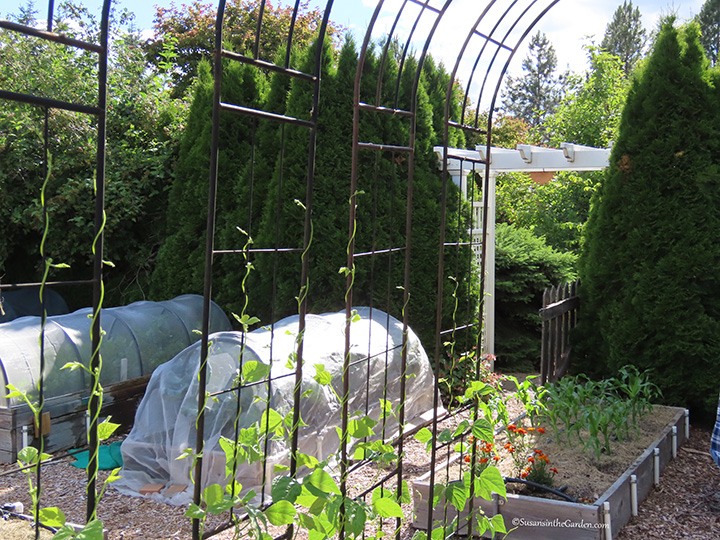 July Vegetable Garden Tour