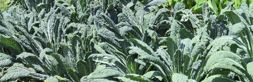 grow kale
