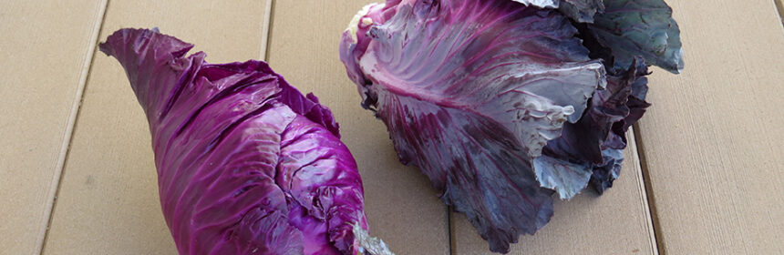 grow cabbage, Kalibos