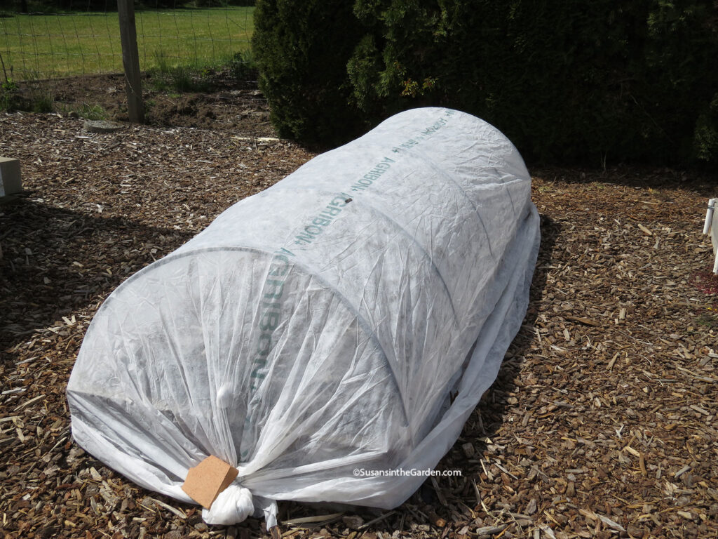 grow cabbage, row cover