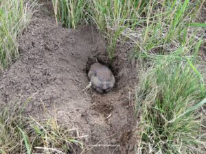 pocket gopher