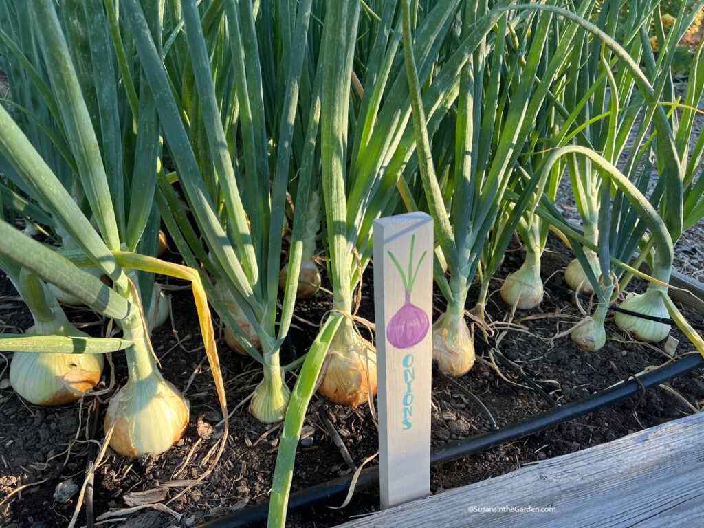 grow onions and shallots