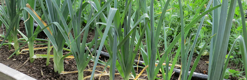 grow leeks