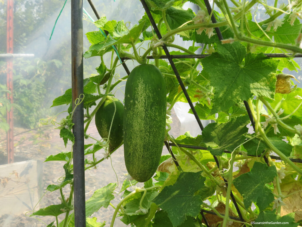 grow cucumbers