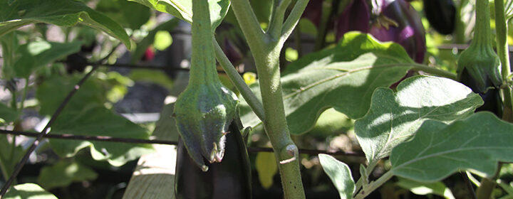 grow eggplants