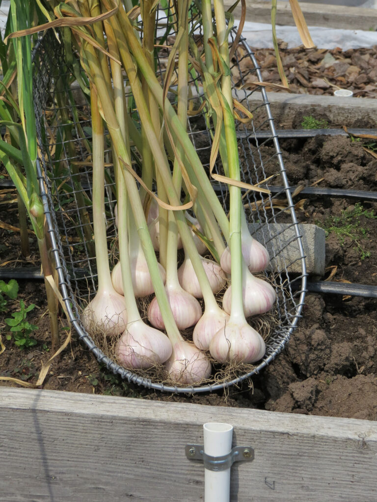 grow garlic