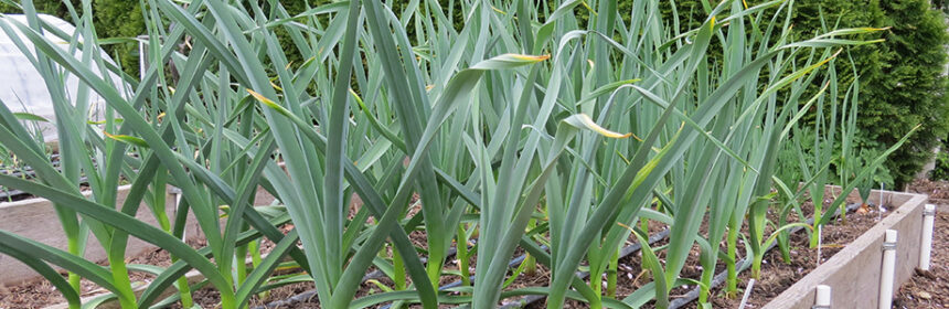 grow garlic